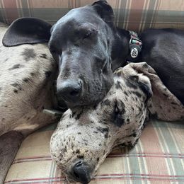 Great Danes from Skye Blue Danes