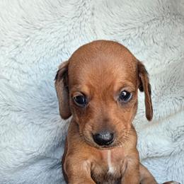 Frankie - Red male Dachshund puppy in Farmington, Missouri from Southeast mo Miniature dachshunds