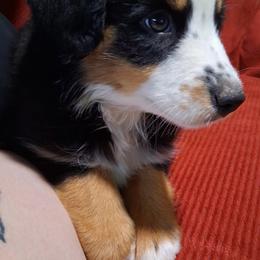 Rosie - Black tri-color female Australian Shepherd puppy in Lynnville, Indiana from Moonlightaussies