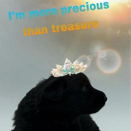 Miss. Teal - Black female German Shepherd puppy in Granite City, Illinois from Devon Rugerio's German Shepherds