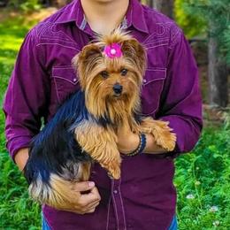 Dolly - Yorkshire Terrier