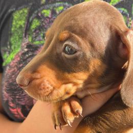 Slash - Chocolate and tan male Dachshund puppy in Perris, California from Ohana_626_kennels
