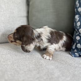 Dachshund Puppies from Southern Pearl Doxies