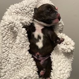 Hulk - Brindle and white Staffordshire Bull Terrier puppy in Austin, Texas from Wheeler's Staffys