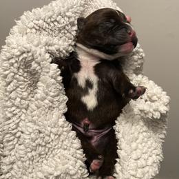 Hulk - Brindle and white Staffordshire Bull Terrier puppy in Austin, Texas from Wheeler's Staffys