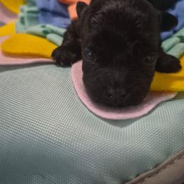 Burk - Black male Havanese puppy in Richmond, Texas from Marcia Hamlet