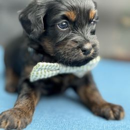 Banjo - Gold sable male Havapoo puppy in Loveland, Colorado from Littledoodles2love