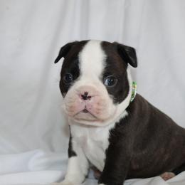 Roscoe (New Video) - Brindle and white male Boston Terrier puppy in Brooksville, Florida from I Love Pups