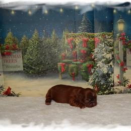 Cinna bun - Red and white female Shih Tzu puppy in Lawrenceburg, Tn, Tennessee from Shedd's Shih Tzus