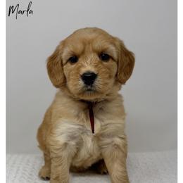 Marla - Apricot female Australian Labradoodle puppy in Sacramento, California from Little Farmstead Labradoodles
