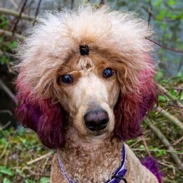 Pheobe - Poodle