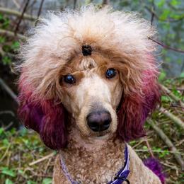 Pheobe - Poodle