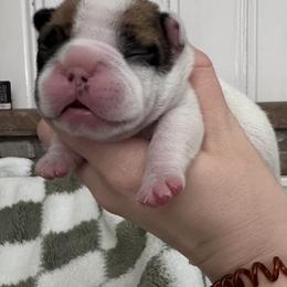 Rubble - Fawn and white male French Bulldog puppy in Ashland, Ohio from HazyDayFrenchies