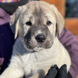 Anatolian Shepherd Dog Puppies from Wild Rooster Family Farm (AKC Anatolians OFA Hips Tested)