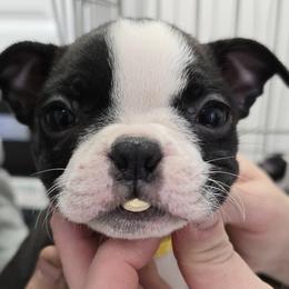 Yellow collar - Black and white female Boston Terrier puppy in North Branch, Michigan from K & B Boston's