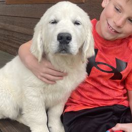 Finley - Golden Retriever puppy in Marshfield, Missouri from Charm Puppies