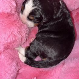 Pink - Tri-color female Bernedoodle puppy in Curtice, Ohio from The Pink Doghouse