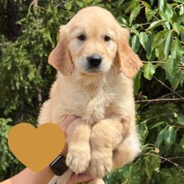 Franklin (Brown) - Golden male Golden Retriever puppy in Cadillac, Michigan from K & M Golden Retrievers