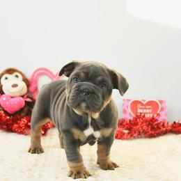 Bunny - Blue tri-color female Bulldog puppy in Lewisberry, Pennsylvania from Salted Rim Corgis