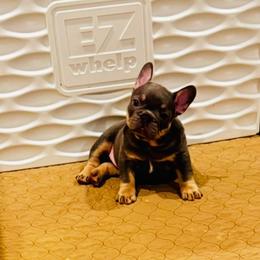 Adonis - Tricolors female French Bulldog puppy in Campbell Hall, New York from Charlie’s Frenchies