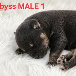 Male - Black male Siberian Husky puppy in Pennsylvania from Breezy Valley Siberians
