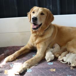 Girl 2 - Golden female Golden Retriever puppy in Paoli, Indiana from Rose n’ Thistle Farm