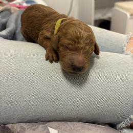 Yellow Collar Boy - Red  male Poodle puppy in Grandview, Tennessee from FurEver Poodles