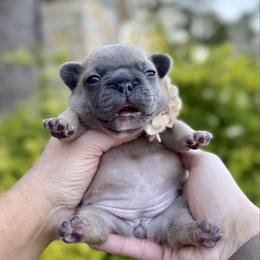 Camilla - Blue fawn female French Bulldog puppy in Willis, Texas from Grandiose Frenchies