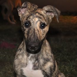Greyhounds from Trapple's Custom K-9's