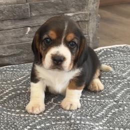 AKC blue male - Black tan and white male Beagle puppy in Shelley, Idaho from Idaho Beagles