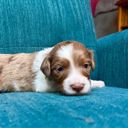 Starry (yellow) - Red merle female Aussiedoodle puppy in Watertown, Wisconsin from Little Bear Paws Aussiedoodles