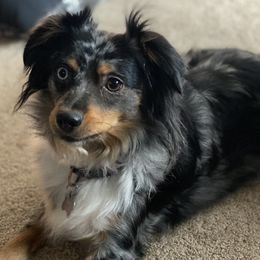 Luna - Miniature American Shepherd