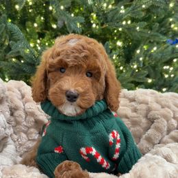 Dolly Bear - Red  female Goldendoodle puppy in Anaheim, California from Cuddle Bear Doodles