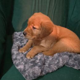 Boy 5 - Dark golden male Golden Retriever puppy in Muncie, Indiana from Scarlett Creek Retrievers and Samoyeds