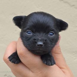 Black - Black female Chihuahua puppy in Vineland, New Jersey from Royal Companion's