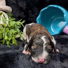 Hades - Sable male Poodle puppy in Mongomery, Texas from Celestial Jewels Poodles