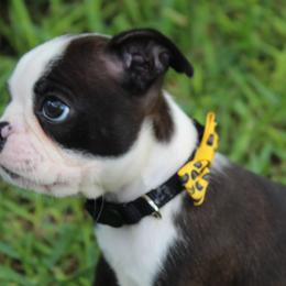 Nixi Ready to go home vet checked - Brindle and white female Boston Terrier puppy in Brooksville, Florida from I Love Pups