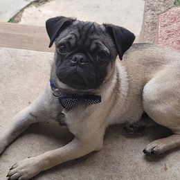 Pugs from Austin Grumble