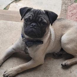 Pugs from Austin Grumble