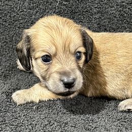 Doc Barker - Cream male Dachshund puppy in Little Rock, Arkansas from Divine Doxies