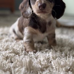 Reese - Dapple female Dachshund puppy in Michigan from M.H.P Dachshunds