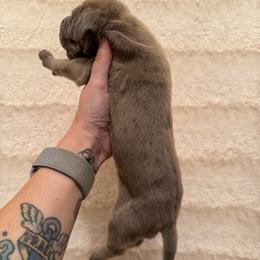 Bean - Merle male Great Dane puppy in Jerusalem, Arkansas from Mara Danes