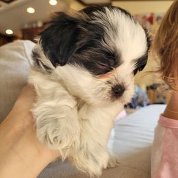 Shichon and Shih Tzu Puppies from Teddy Bear (Shichon) Puppies