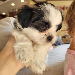 Shichon and Shih Tzu Puppies from Teddy Bear (Shichon) Puppies