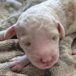 Aussiedoodles and Double Doodles from Cat's Golden Labradoodles