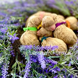 Goldendoodle and Poodle Puppies from Picture Perfect Doodles