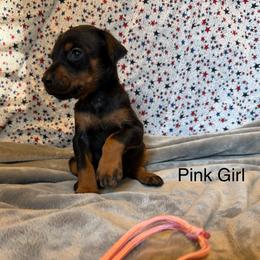 Pink Girl - Black and rust female Doberman Pinscher puppy in Knox, Indiana from Double River Dobermans