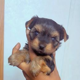 Isis - Black and tan female Yorkshire Terrier puppy in Louisburg, North Carolina from Nell’s Adorable Yorkshire’s