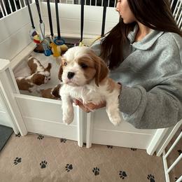 Boy 1 - Blenheim male Cavalier King Charles Spaniel puppy in Moreno Valley, California from Chris & Katie Cavaliers