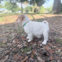 Pine - Lilac dilute male Chinese Shar-Pei puppy in Lehigh Acres, Florida from Florida Wrinkles